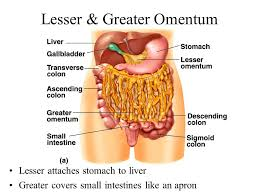 <p>double-fold of peritoneum(membrane that lines the abdominopelvic cavity) that attaches the stomach to other abdominal organs</p><p>(yellow bits in the image)</p>