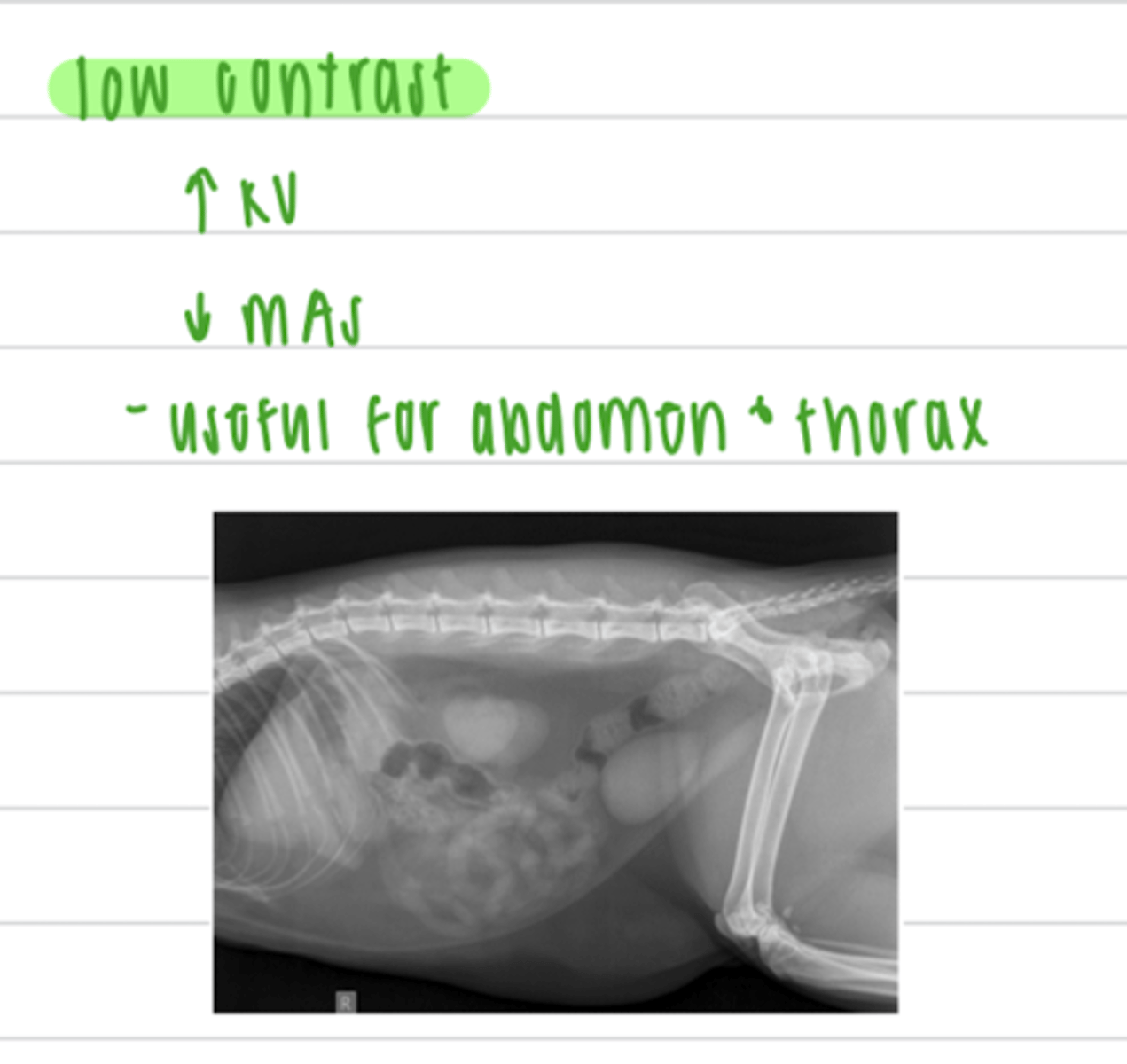 <p>the abdomen and thorax</p>