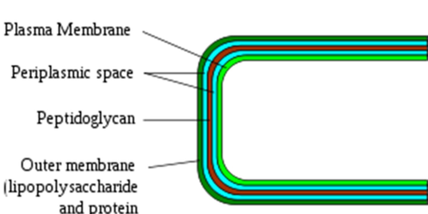 <p>type of bacteria that stain red with Gram stain and have a thin cell wall with an outer membrane</p>