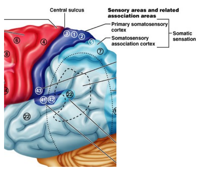 <ul><li><p class="">Posterior to central sulcus</p></li><li><p class="">Detects, localizes &amp; interprets sensory input</p></li><li><p class="">Handles spatial attention &amp; visual-spatial processing</p></li><li><p class="">Damage = trouble recognizing or locating objects/body parts</p></li></ul><p></p>