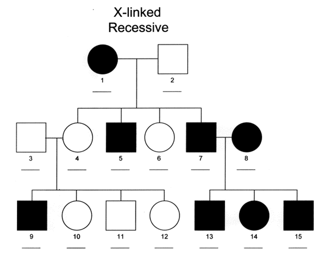 <p>More males are affected than females</p><p>Affected sons are usually born to unaffected mothers (because they are carriers) so the trait tends to skip generations</p><p>A heterozygous mother will pass on the trait to approx.. half her sons</p><p>It is NEVER passed from father to son</p><p>All daughters of affected fathers are carriers</p><p></p>