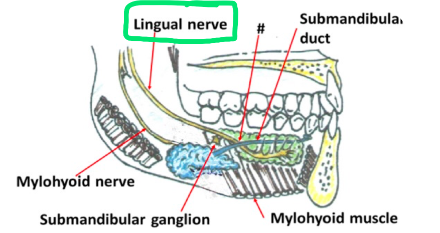  Lingual, glossopharyngeal, hypoglossal 
