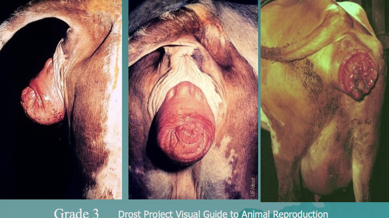 <p>grade 1</p><p>grade 2</p><p>grade 3</p><p>grade 4</p>