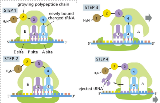 <ol><li><p class="Paragraph SCXW804874 BCX0" style="text-align: left"><span>Aminoacyl-tRNA molecule binds to vacant A site (if codon and anticodon match)&nbsp;</span></p><ul><li><p class="Paragraph SCXW804874 BCX0" style="text-align: left"><span>P-site is bound by another tRNA&nbsp;</span></p></li><li><p class="Paragraph SCXW804874 BCX0" style="text-align: left"><span>AA-tRNA binds to mRNA codon in the A-site&nbsp;</span></p></li><li><p class="Paragraph SCXW804874 BCX0" style="text-align: left"><span>mRNA translated in 5’ to 3’ direction (starting with amine (N) terminus)&nbsp;</span></p><ul><li><p class="Paragraph SCXW804874 BCX0" style="text-align: left"><span>Amino acids added at C terminus&nbsp;</span></p></li></ul></li></ul></li></ol><ol start="2"><li><p class="Paragraph SCXW804874 BCX0" style="text-align: left"><span>Carboxyl end of polypeptide chain is released from P site tRNA and new polypeptide bond is formed&nbsp;</span></p></li></ol><ol start="3"><li><p class="Paragraph SCXW804874 BCX0" style="text-align: left"><span>Large subunit translocates relative to the small subunit&nbsp;</span></p><ul><li><p class="Paragraph SCXW804874 BCX0" style="text-align: left"><span>Sites are hybrid &nbsp;</span></p></li></ul><p class="Paragraph SCXW804874 BCX0" style="text-align: left"><span>E &amp; P on large subunit&nbsp;</span></p><p class="Paragraph SCXW804874 BCX0" style="text-align: left"><span>P and A on small subunit&nbsp;</span></p></li></ol><ol start="4"><li><p class="Paragraph SCXW804874 BCX0" style="text-align: left"><span>Small subunit translocates (RESET RIBOSOME)&nbsp;</span></p><ul><li><p class="Paragraph SCXW804874 BCX0" style="text-align: left"><span>Moving the mRNA 3 nucleotides to the A-site&nbsp;&nbsp;</span></p></li></ul></li></ol><p></p>