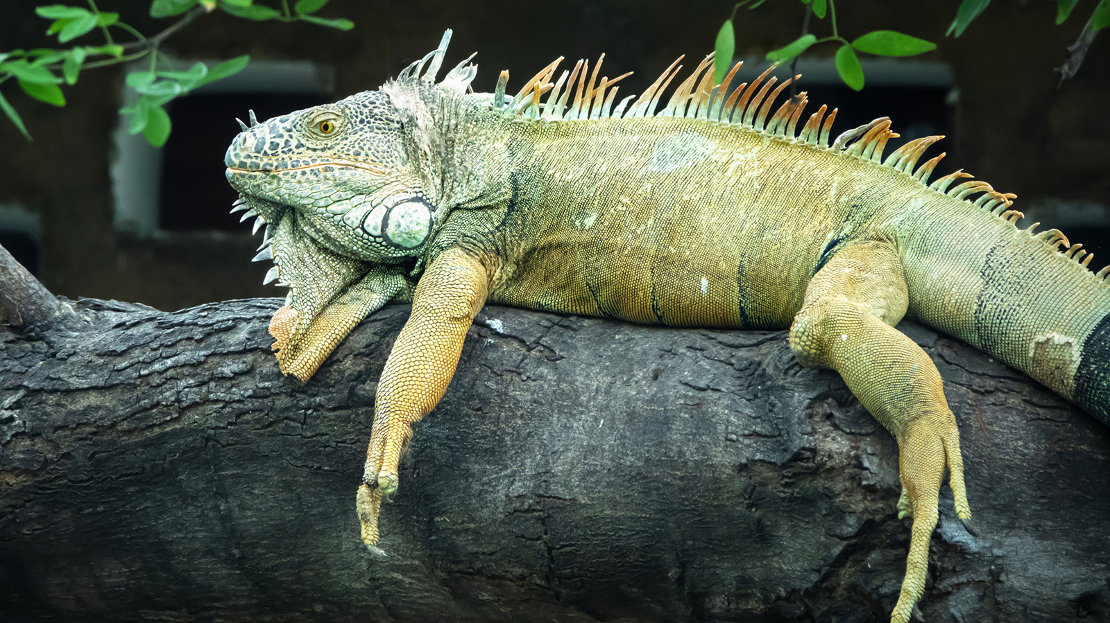 <p>green iguana, big spikes along back</p>