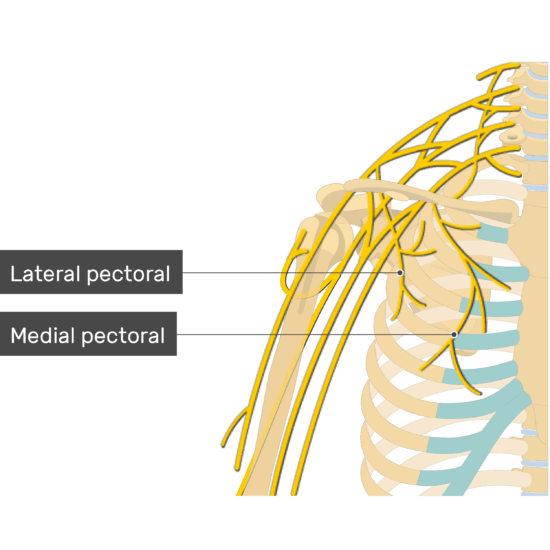 <p>Pectoral nerves are branches of the medial and lateral cords of the brachial plexus.</p><p><strong><mark data-color="red" style="background-color: red; color: inherit">A. Yes</mark></strong></p><p>B. No</p><ul><li><p>The <strong>lateral pectoral nerve</strong> arises from the <strong>lateral cord</strong> (C5–C7).</p></li><li><p>The <strong>medial pectoral nerve</strong> arises from the <strong>medial cord</strong> (C8–T1)</p></li></ul><p></p>