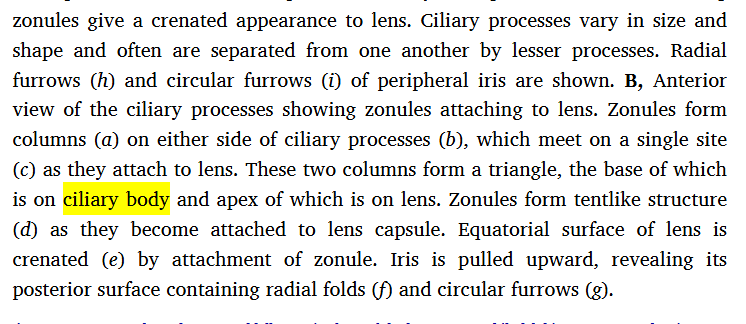 <p>pars plicata </p><p>pars plana </p>