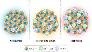 <p><strong>What are "Immune Hot" tumours?</strong></p>