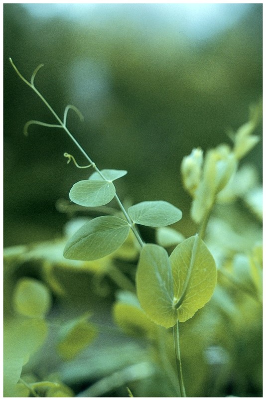 modified leaves