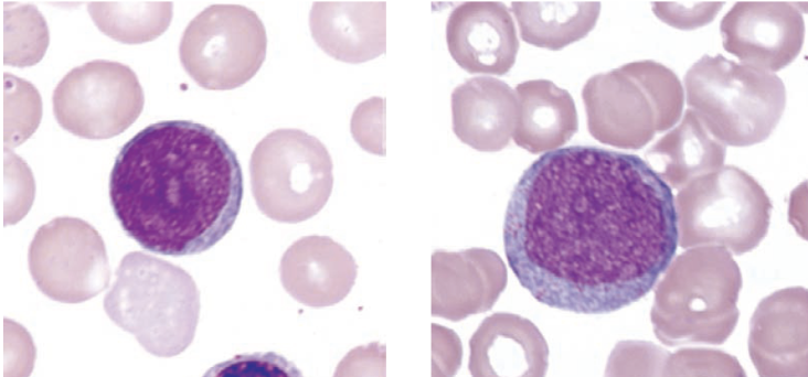 <p>identify this cell:</p>