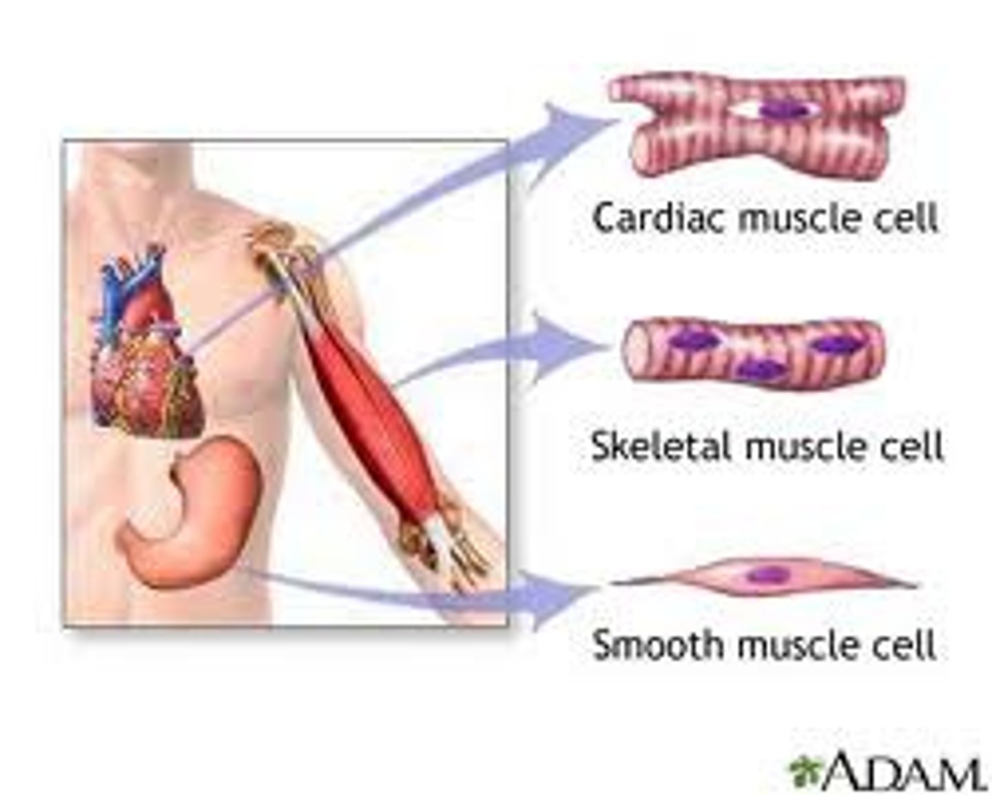 <p>skeletal, cardiac, smooth</p>