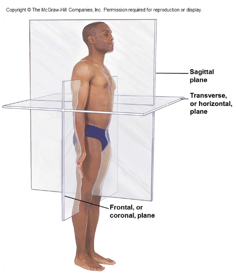 <ul><li><p>Sagittal – vertically through the body separates right and left </p></li><li><p>Frontal or Coronal divides body into anterior and posterior sections</p></li><li><p>Transverse / Cross divides body into superior and inferior sections</p></li><li><p>Oblique: Other than at a right angle</p></li></ul><p></p>