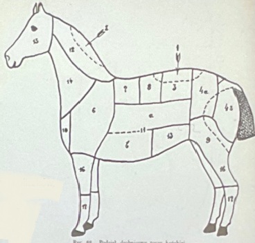<p>koń 13</p>