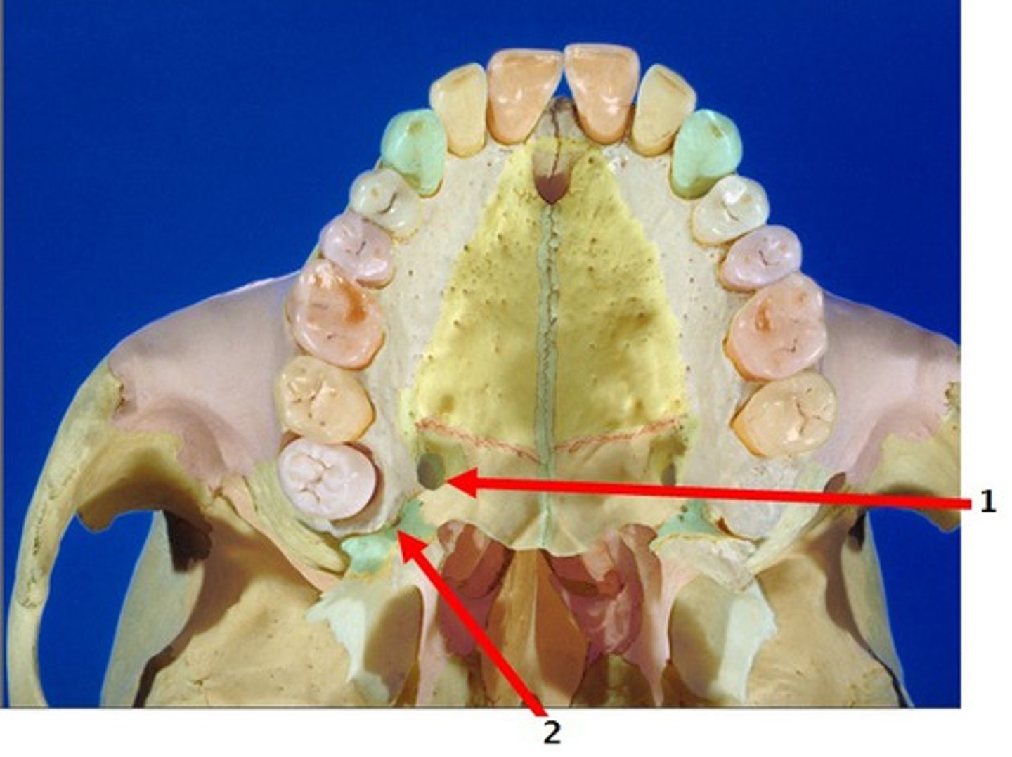 <p>Foramen on either side of the hard palate between the maxillae and the palatine bones.</p>