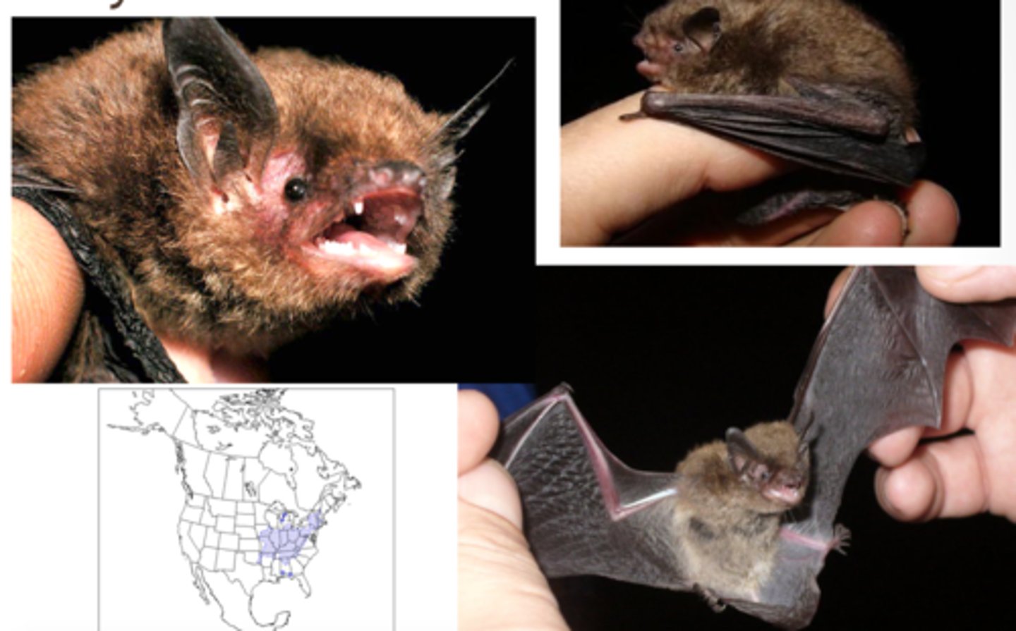 <p>Indiana bat</p>