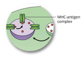 <ul><li><p>the vesicle containing the foreign fragments fuses with vesicles containing MHC molecules (originating from the endoplasmic reticulum via the Golgi), forming MHC-antigen complexes</p></li></ul><p></p>