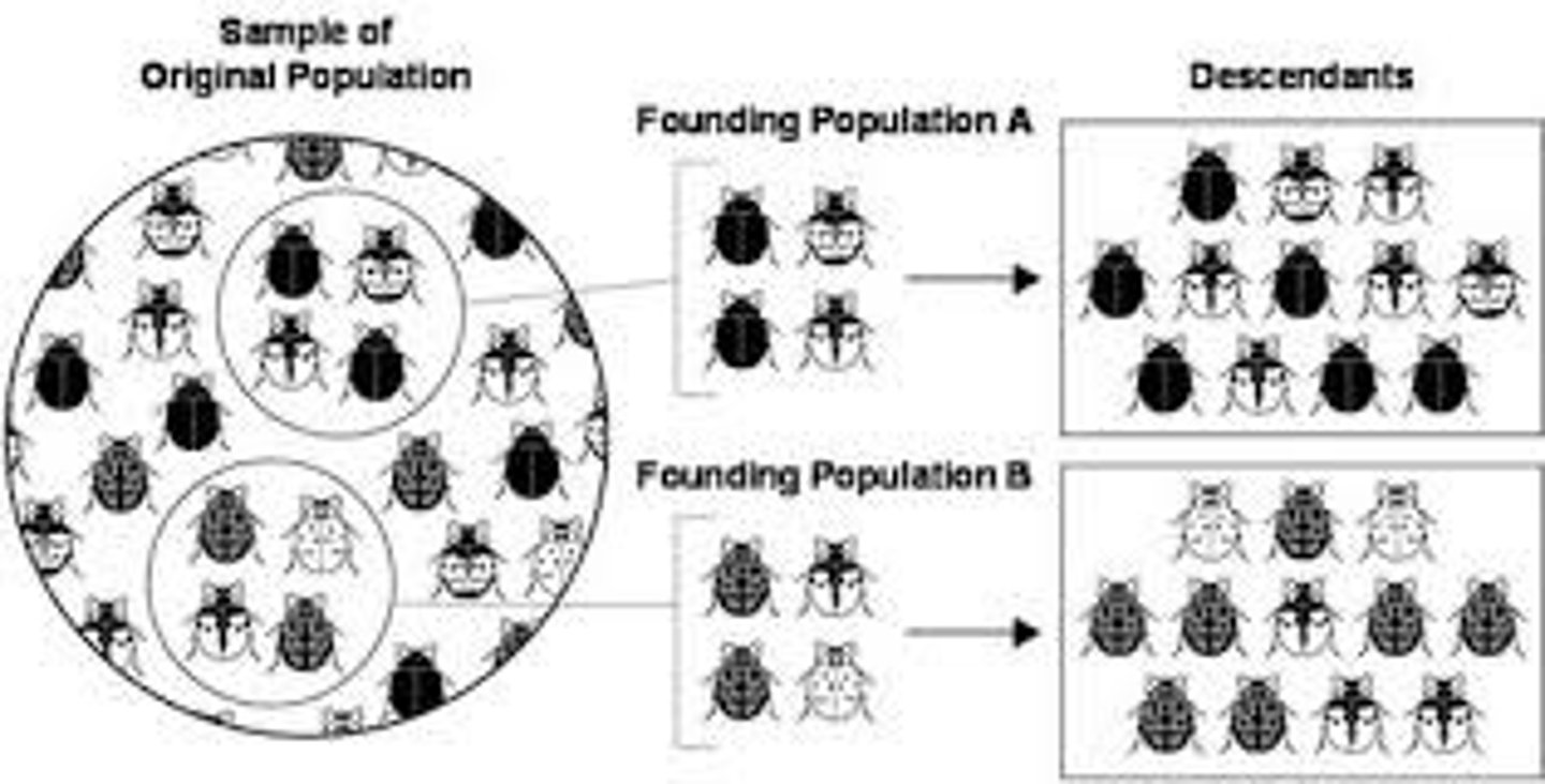 <p>A decrease in genetic variation caused by the formation of a new population by a small number of individuals from a larger population.</p>