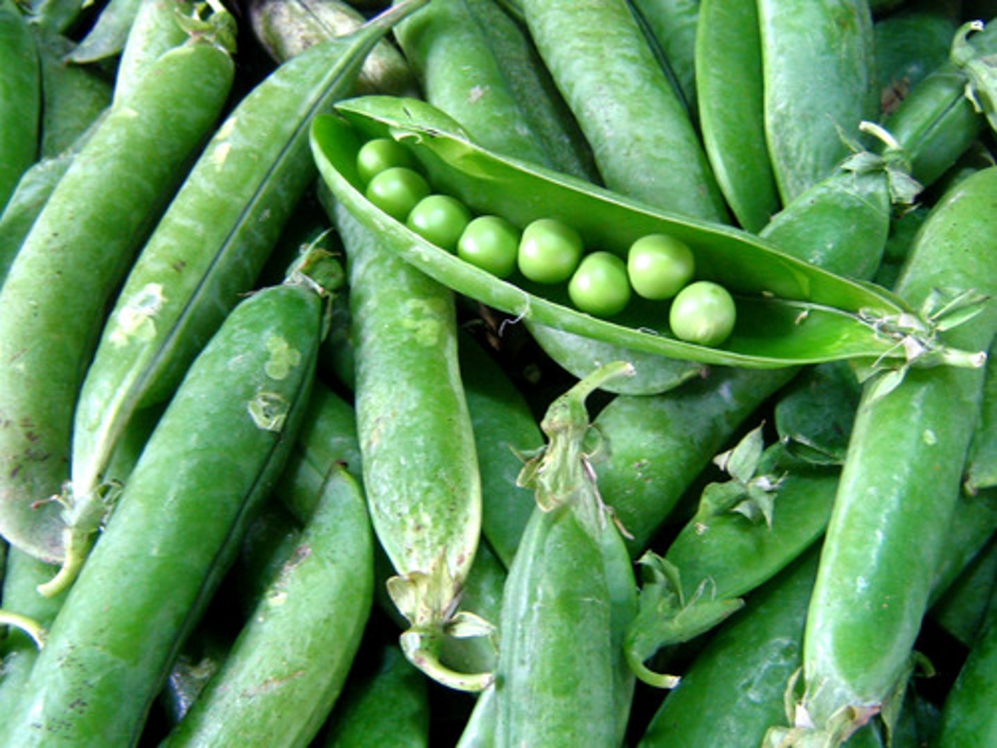 <p>peas</p>