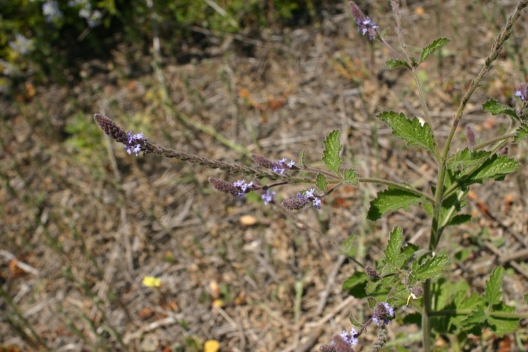 <p>small pink flowers densely packed on spike</p><p>super fuzzy stems and leaves</p><p>lobed and spiky looking leaves</p>