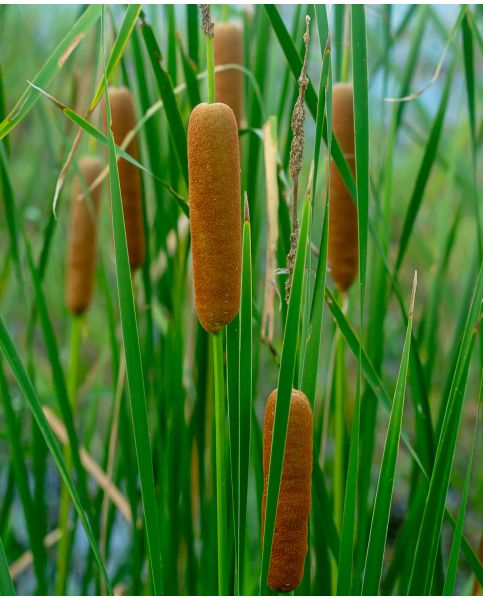 <p>Typha angustifolia</p>