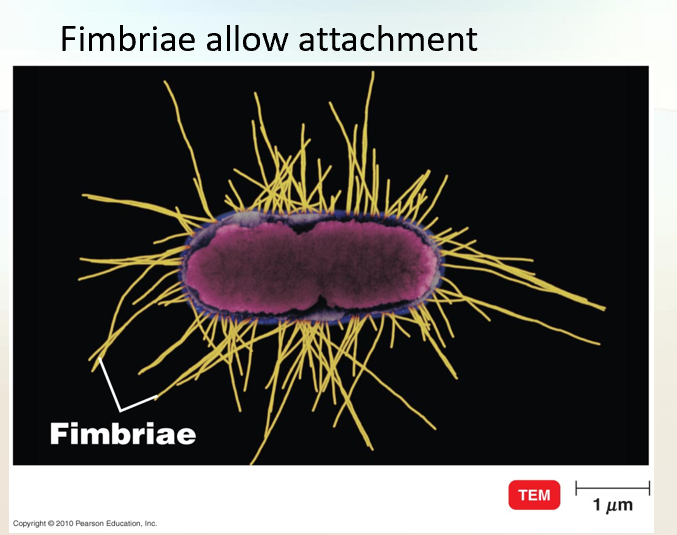 <p>Fimbriae and Pili</p>