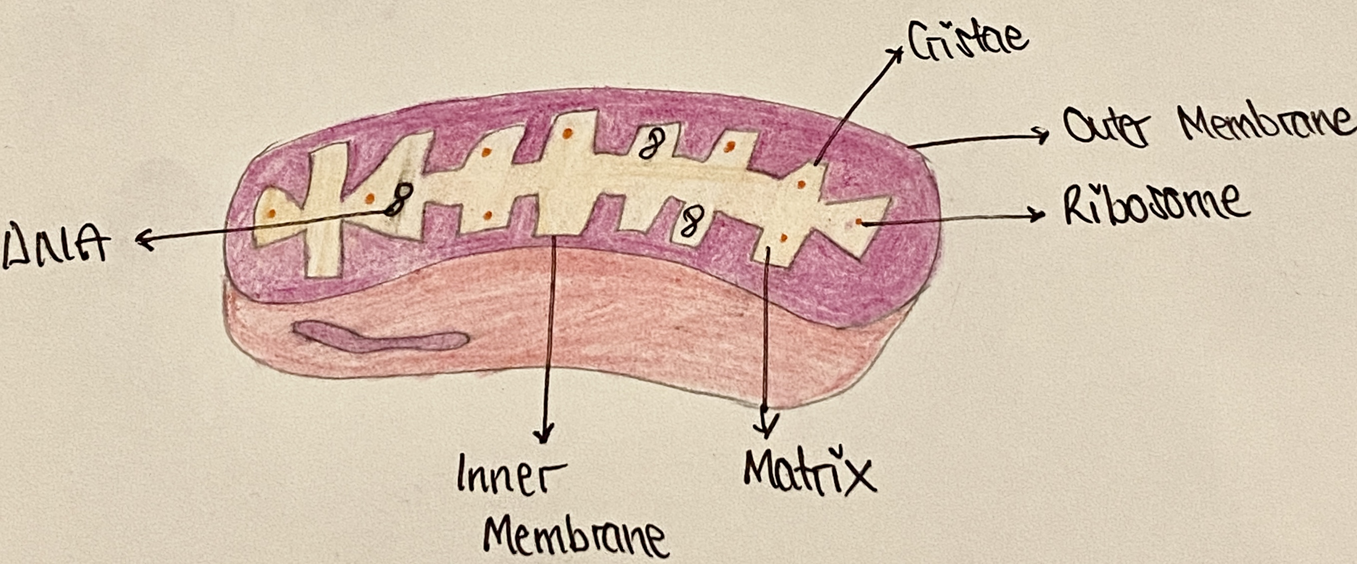 <p>ATP</p>