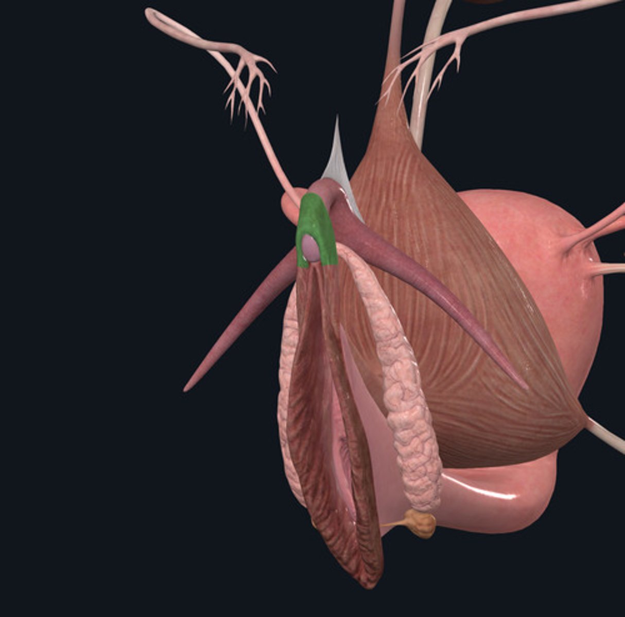 <p>ID Structure Highlighted Green</p>