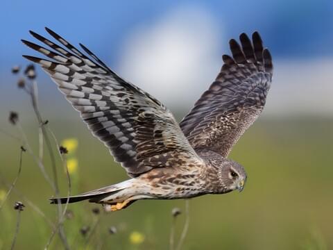 <p>Long wings, white rump; low glider over marshes.</p>