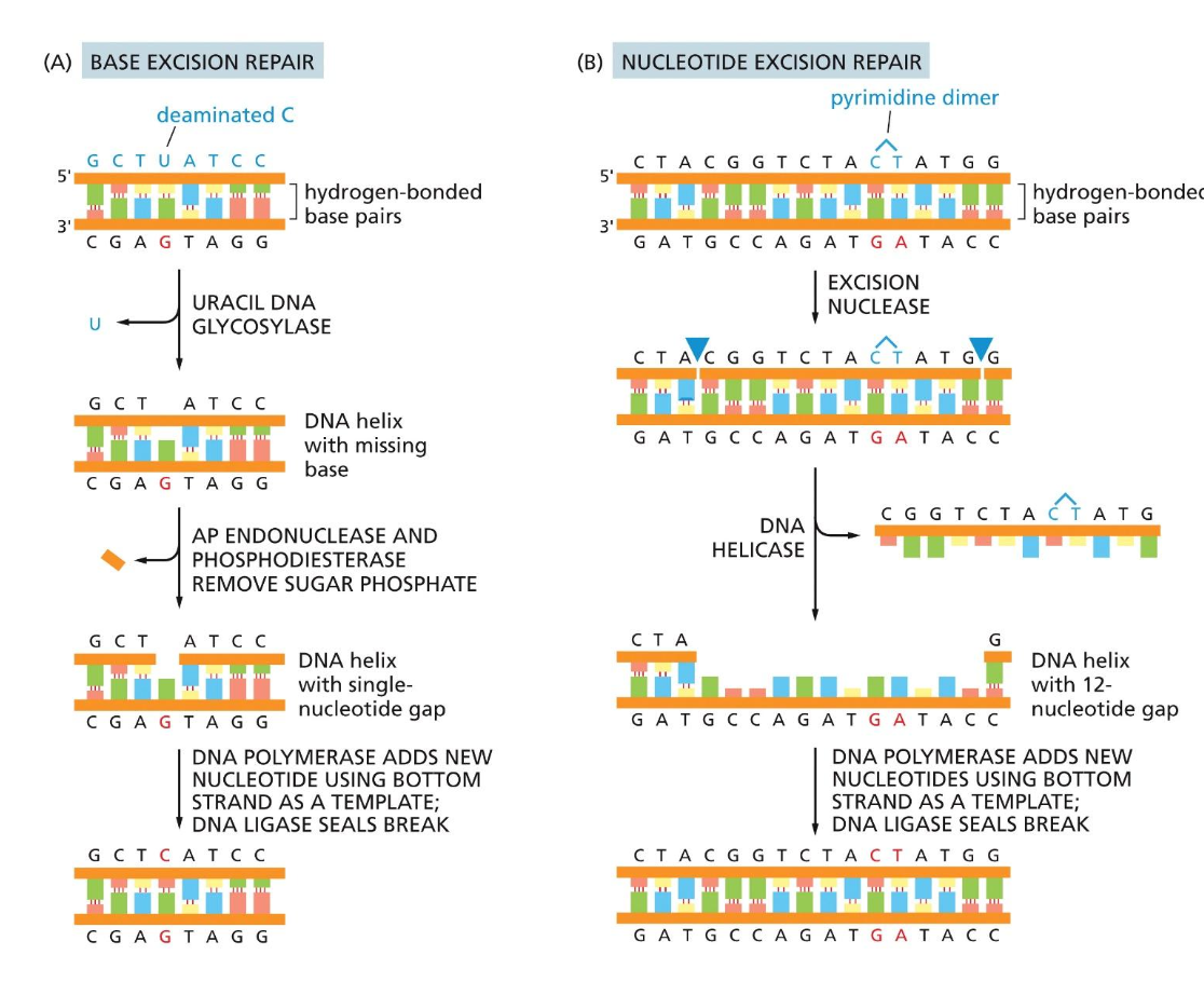 <p>1) Base excision repair</p><ul><li><p>Fixes at one nucleotide at a time</p></li></ul><p>2) Nucleotide excision repair</p><ul><li><p>Fixes a couple at a time</p></li><li><p>Perfect for pyrimidine dimers</p></li><li><p>Excision nuclease comes in and creates a large cut</p></li><li><p>DNA helicase comes in</p></li><li><p>DNA ligase</p></li></ul><p></p>