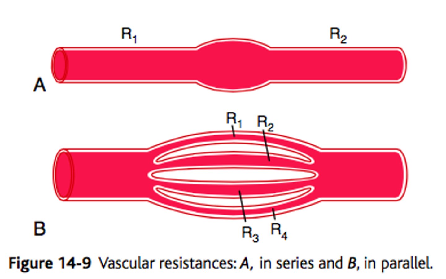 <p>1.) Each organ is fed by a separate artery, and each receives fully oxygenated blood</p><p>2.) Blood flow to the organs can be independently regulated</p><p>-Systemic circulation</p>