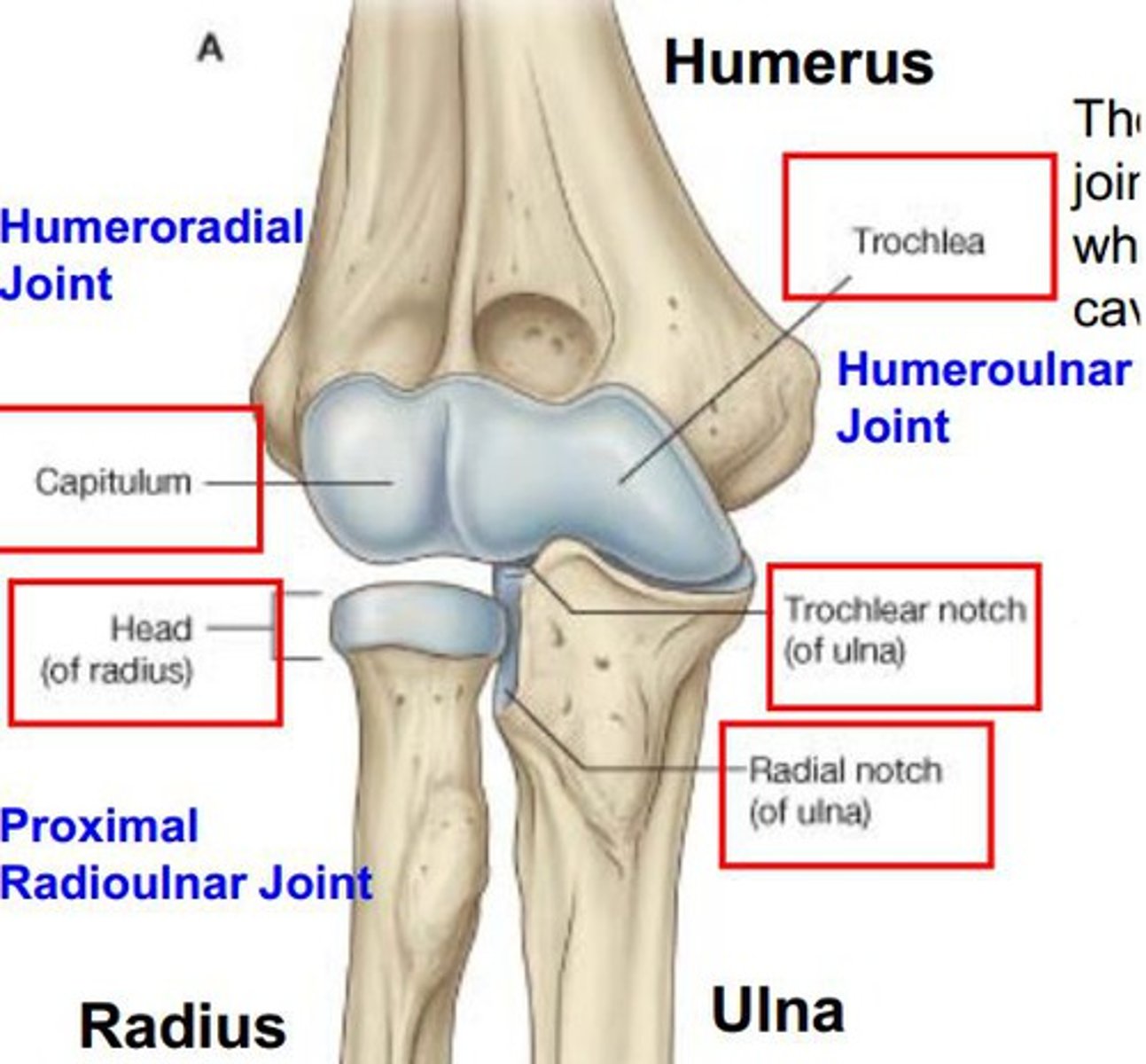 <p>Areas where bones contact other bones</p>