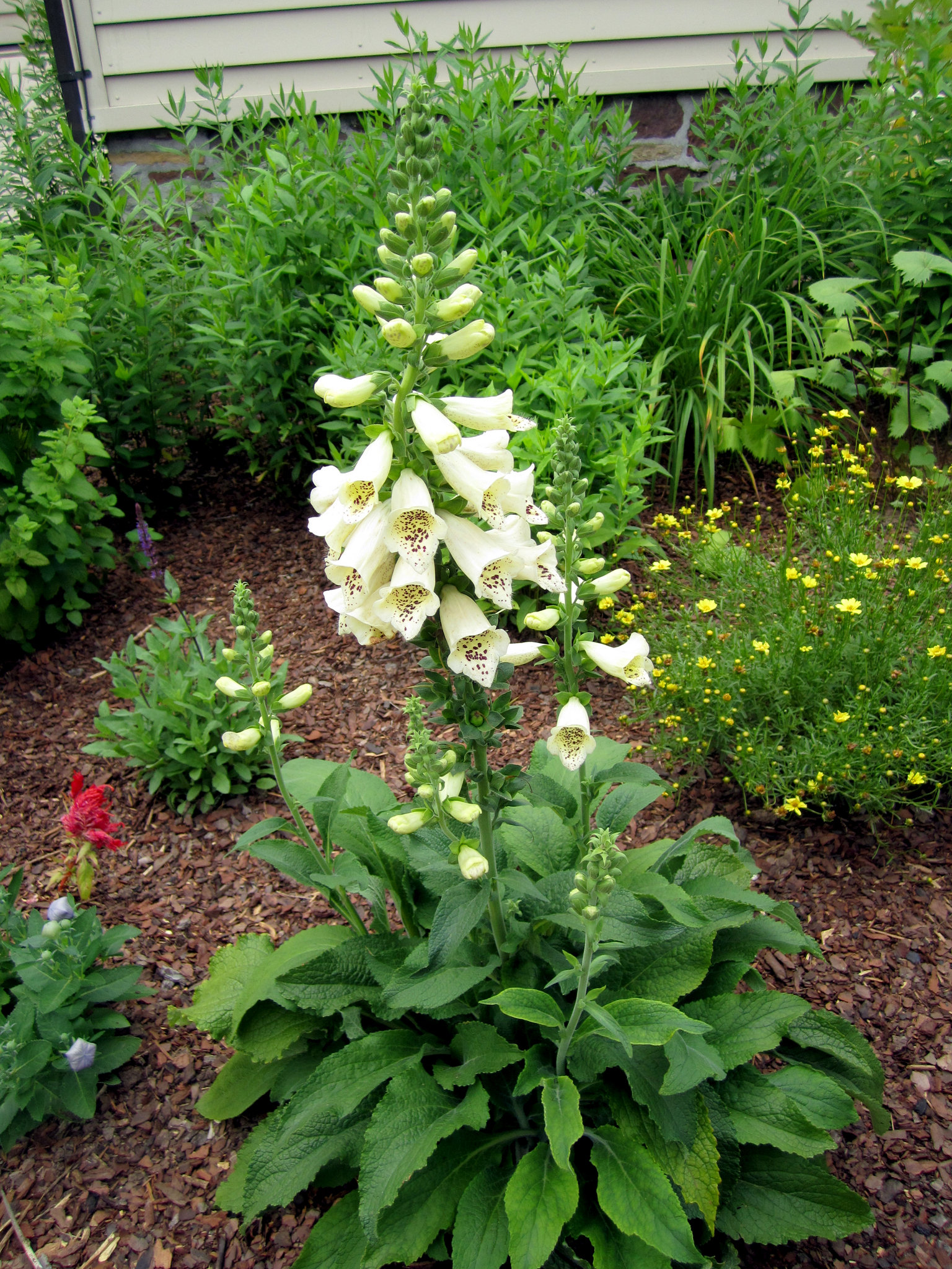 Foxglove Beardtongue
