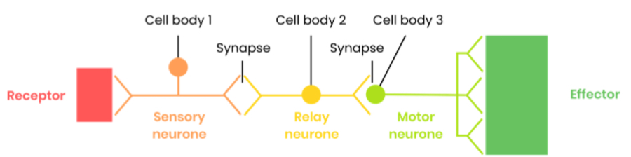 <ul><li><p>rapid as only 3 neurones and few synapses (synaptic transmission is slow)</p></li><li><p>Autonomic (doesn’t involve conscious regions of brain) so doesn’t have to be learnt</p></li><li><p>Protect from harmful stimuli e.g. escape predators / prevents damage damage to body tissues</p></li></ul><p></p>