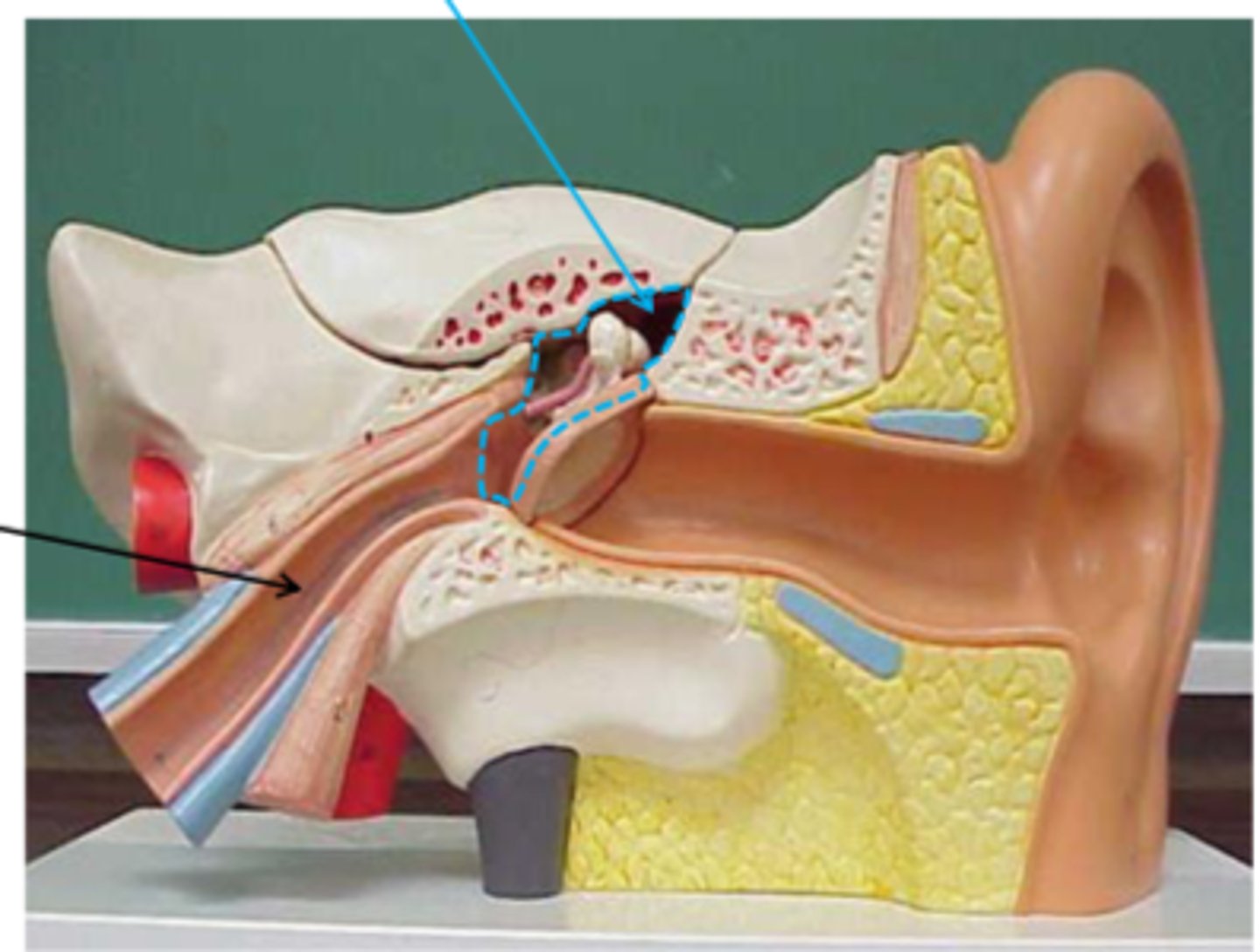 <p>air filled space in temporal bone</p>