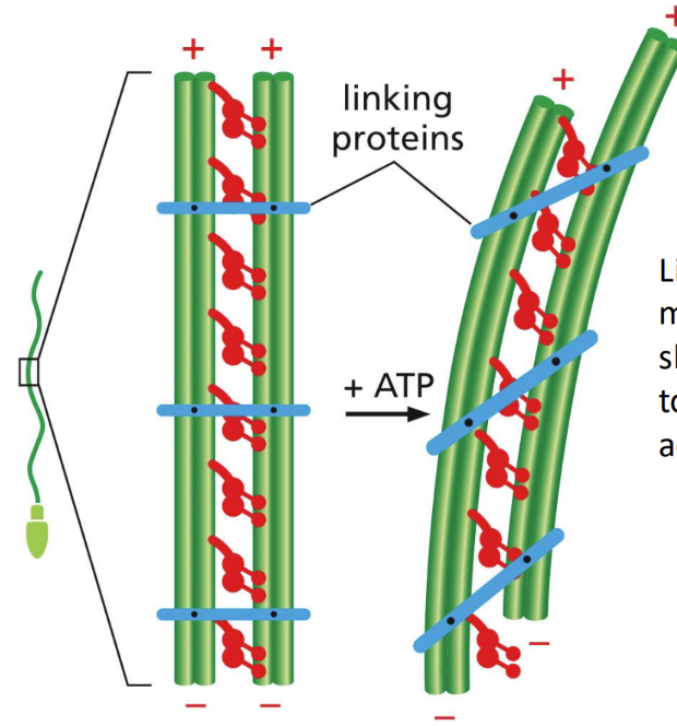 <p><span><em>Bending </em>= linker proteins stop microtubules from sliding and allow them to bend instead&nbsp;</span></p><ul><li><p class="Paragraph SCXW130106673 BCX0" style="text-align: left"><span>Motor action causes bending (bending and NO skiing motion)&nbsp;</span></p></li></ul><p></p>