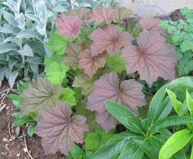 <p>maple-like leaves, ground cover, persistent floral remnants</p>