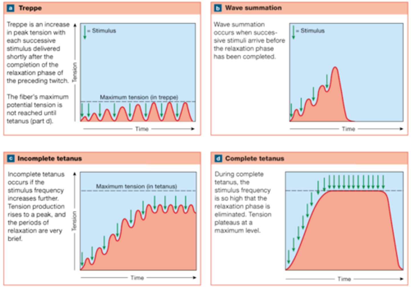 <p>Treppe has complete relaxation between contractions; wave summation does not (the muscle is stimulated again before relaxation can occur).</p>