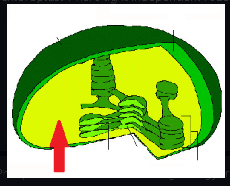<p>Part of chloroplast where light independent reactions occur</p>