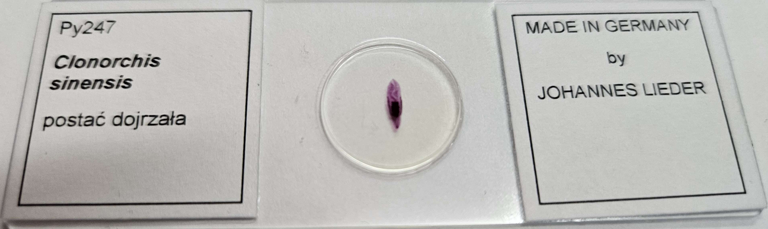 <p><strong><em>Clonorchis sinensis</em></strong></p><p>(Postać dojrzała)</p><p></p><p></p><p><strong>Parazytoza:</strong><em> Klonorchoza</em></p>