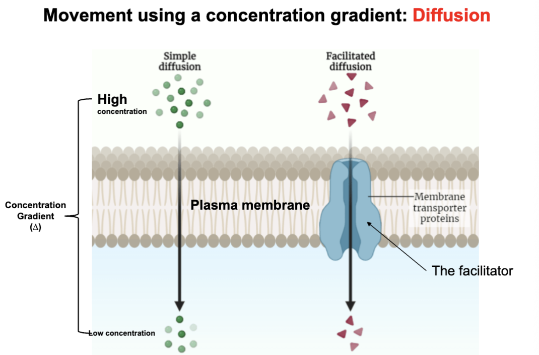 <ul><li><p>movement (diffusion) relies on using a concentration gradient</p></li></ul><p></p>