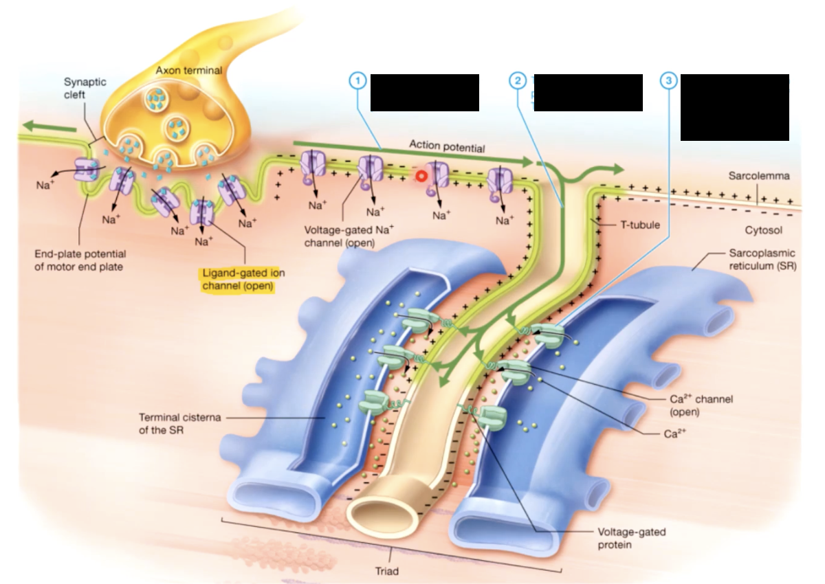 <p>EXCITATION CONTRACTION COUPLING</p>