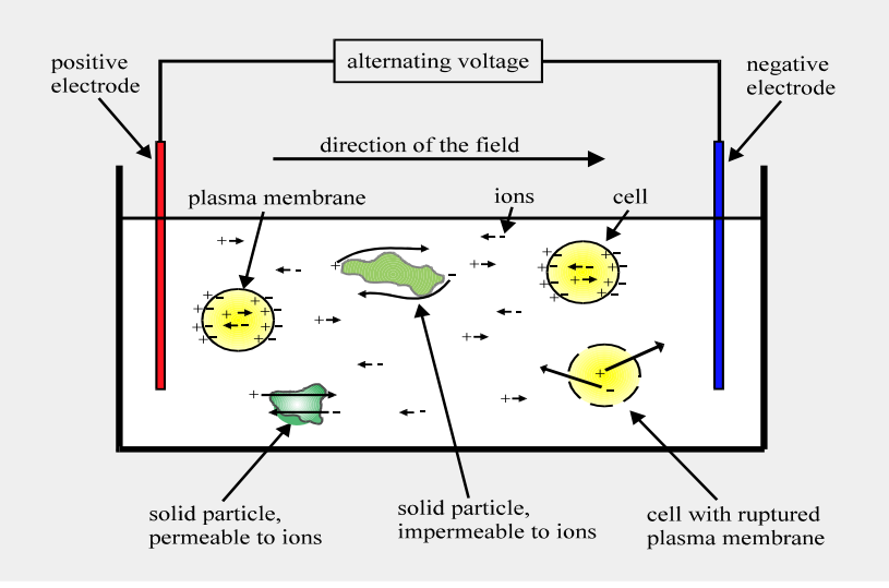 <p>Die kapazitive Messmethode zur Biomassebestimmung beruht auf der <strong>dielektrischen Eigenschaft von Zellen</strong>, insbesondere ihrer Zellmembranen, die es ihnen ermöglicht, als Kondensatoren in einem elektrischen Feld zu wirken.</p><p><strong>Prinzip der kapazitiven Messung:</strong></p><p>1. <strong>Zellen als Kondensatoren</strong>: Die isolierenden Zellmembranen (Lipiddoppelschichten) bilden elektronische Kondensatoren auf beiden Seiten der Zelle. Wenn ein elektrisches Feld angelegt wird, werden die beweglichen Ionen innerhalb und außerhalb der Zelle beeinflusst, was zu einer <strong>Ladungstrennung</strong> führt und die Zellen als Dipole polarisiert. Dadurch wirken die Zellen selbst wie zusätzliche Kondensatoren.</p><p>2. <strong>Messung der Kapazität</strong>: Die Kapazität (C) eines Kondensators ist von dessen Geometrie und dem Abstand der Elektroden abhängig (C = Q/U, wobei Q die Ladungsmenge und U die Spannung ist). In der kapazitiven Biomassemessung wird eine <strong>Wechselspannung bei niedrigen Frequenzen</strong> (0,2 bis 10 MHz) angelegt. Mit <strong>steigender Zellzahl (Biomasse)</strong> erhöht sich die Gesamt-Kapazität des Systems, da die Zellen wie parallel geschaltete Kondensatoren wirken (Cgesamt = C1 + C2 + C3 + ...).</p><p>3. <strong>β-Dispersion</strong>: Mit steigender Frequenz fällt die gemessene Kapazität ab. Dies wird als <strong>β-Dispersion</strong> bezeichnet. Die Größe dieses Kapazitätsabfalls (∆C) wird zur Quantifizierung der Biomasse verwendet. Eine Kapazität bei sehr hohen Frequenzen (C∞) korrespondiert mit der Hintergrundkapazität des Wassers im Medium. Um C∞ zu eliminieren, wird typischerweise bei einer niedrigen (f-low) und einer hohen Frequenz (f-high) gemessen.</p><p><strong>Physikalische Eigenschaft der Zellen:</strong> Die Messung wird durch die <strong>isolierenden, dielektrischen Eigenschaften der Zellmembranen</strong> ermöglicht. Diese Lipiddoppelschichten sind in der Lage, Ladung zu speichern und sich in einem elektrischen Feld zu polarisieren, wodurch die Zellen selbst als Kondensatoren fungieren. Diese Methode misst hauptsächlich die <strong>vitale Biomasse</strong>, da nur intakte Zellmembranen diese dielektrischen Eigenschaften aufweisen. Feste Partikel, die keine Zellmembranen besitzen, beeinflussen die Messung in der Regel nicht.</p><p><strong>Skizze (Konzept):</strong></p><p>Die Biomassesonde besteht typischerweise aus <strong>vier Metallelektroden</strong> (z.B. aus Platin). Die <strong>beiden äußeren Elektroden erzeugen das elektrische Feld</strong>, während die <strong>beiden inneren Elektroden die Ladungstrennung (und damit die Kapazität) messen</strong>. Diese Vier-Elektroden-Anordnung hilft, die Elektrodenpolarisation zu reduzieren.</p><pre><code>         Anregung (AC-Spannung)        Messung (Kapazität)
       +--------------------+      +--------------------+
       |                    |      |                    |
  (+)  |  Äußere Elektrode  |      |   Innere Elektrode |  (-)
       |         +----------+----------+         |
       |         |          |          |         |
       |         |  Zelle(n) als Kondensator(en)   |         |
       |         |          |          |         |
  (-)  |  Äußere Elektrode  |      |   Innere Elektrode |  (+)
       |                    |      |                    |
       +--------------------+      +--------------------+
             Elektrisches Feld            Messfeld
</code></pre><p><br></p>