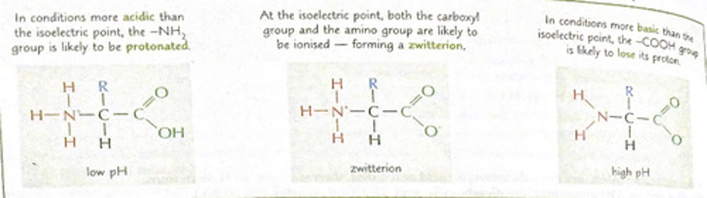 <p>- add more OH, pH increases</p><p>- carboxyl group is more likely to lose its hydrogen , to react with the OH-</p><p>NH3+ lose an hydrogen</p><p>have a lone pair</p>