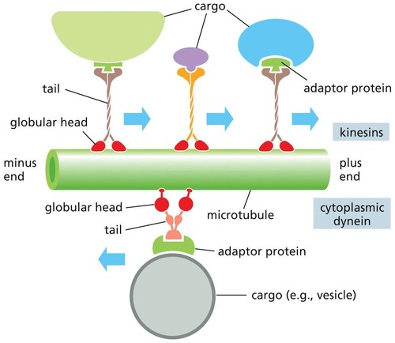 <p>transport vesicles along microtubules, using energy to move along the filament tracks.</p>