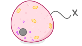 <p>controls substances going in / out of the cell.</p>