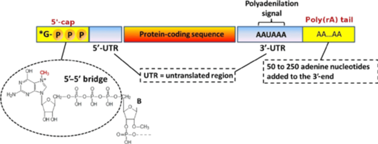 <p>polyadenosyl tail is added that protects against mRNA degradation; acts as a 'fuse' for a bomb: as soon as mRNA leaves nucleus, this end starts to get degraded (the longer the tail is, the longer mRNA lives) &amp; allows transport out of nucleus</p><p></p><p>AKA: In nuclear <strong>polyadenylation</strong>, a <strong>poly(A) tail</strong> is added to an RNA at the end of <strong>transcription</strong>. On mRNAs, the <strong>poly(A) tail</strong> protects the mRNA molecule from enzymatic degradation in the cytoplasm and aids in <strong>transcription</strong> termination, export of the mRNA from the nucleus, and translation.</p>