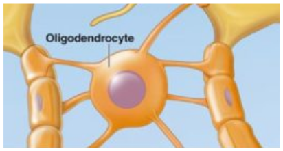<p><u>Supports + insulates</u> axons by <u>forming myelin</u></p><ul><li><p>Glial cell part of the <u>CNS</u></p></li></ul><p></p>