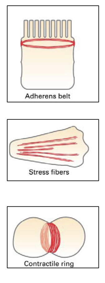 <p style="text-align: left;"><span><strong><em><span>Adherens belt</span></em><span> </span></strong><span>– encircles the inner surface of epithelial cells and is important in maintaining the integrity of the epithelium</span></span></p><p style="text-align: left;"><span><strong><span>Stress fibres </span></strong><span>- along the lower surfaces of cells cultured on artificial (glass or plastic) surfaces, or on extracellular matrices - important in cell adhesion</span></span></p><p style="text-align: left;"><span><strong><span>Contractile ring</span></strong><span> - transient structure that assembles at equator of a dividing cell, encircling the cell midway between the poles of the mitotic spindle</span></span></p>
