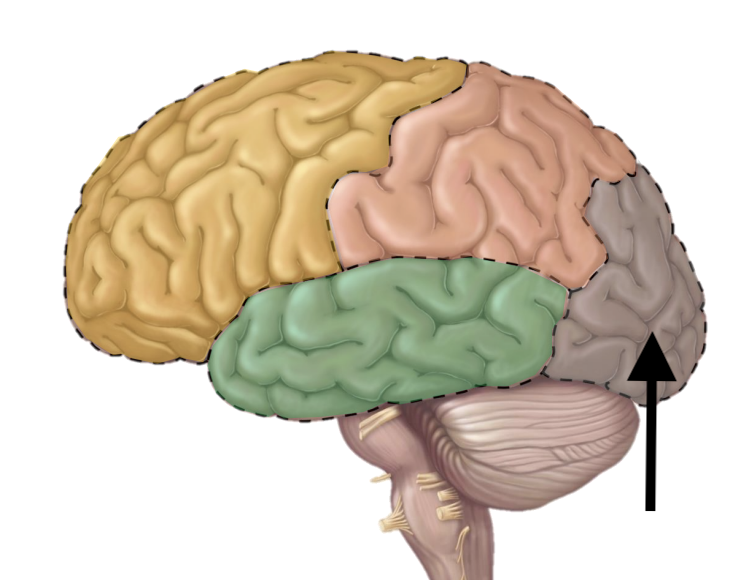 <p>Name the lobe</p>