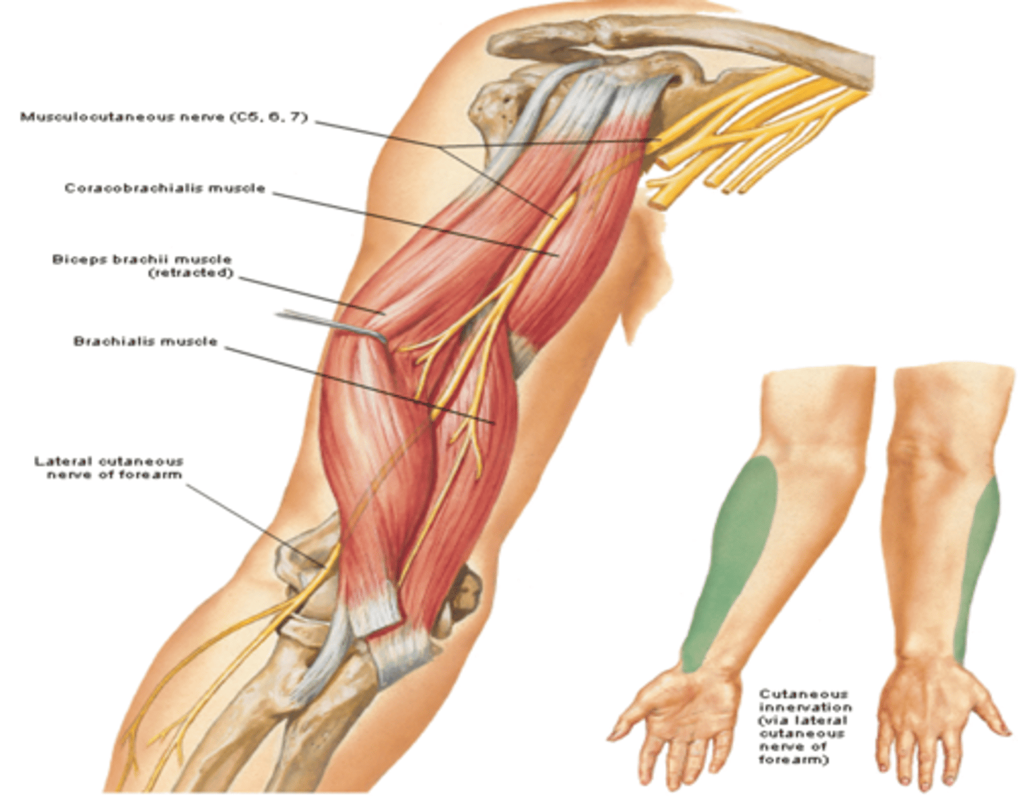 <p>-Course: exits axilla by piercing the coracobrachialis m. -&gt; descends between biceps and brachialis muscles -&gt; continues as lateral cutaneous nerve of forearm</p><p>-Supply: muscles in anterior compartment of arm, and skin on lateral forearm</p>